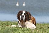 SAINT BERNARD 111